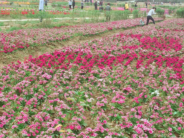 清溪花海 清溪花海